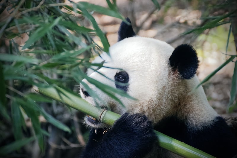 Bamboo Design