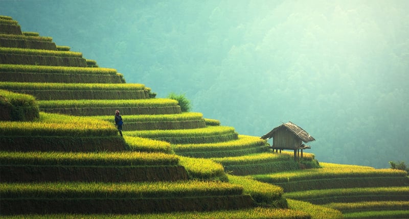 Bamboo Sustainable Practices