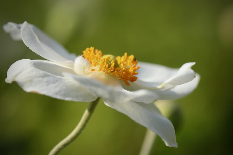 Garden Nature